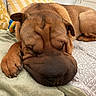 dog, sleeping, bed, blanket, pillow, brown_dog, paw, cozy, indoor, resting, cute, pet, animal, snout, fur, ears, close_up, relaxed, domestic_animal, canine