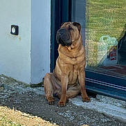 Vince a rejoint le concours — aidez-le/la à gagner de superbes lots ! dog, sitting, outside, glass_door, sunlight, wrinkled_face, brown_dog, pet, animal, grass, gravel, building, door, reflection, shadow, outdoor, guard, calm, canine, portrait