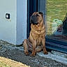 dog, sitting, outside, glass_door, sunlight, wrinkled_face, brown_dog, pet, animal, grass, gravel, building, door, reflection, shadow, outdoor, guard, calm, canine, portrait