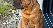Vince a rejoint le concours — aidez-le/la à gagner de superbes lots ! dog, brown_dog, wrinkly, sitting, outdoor, gravel, wall, door, calm, pet, animal, side_view, paw, fur, canine, nature, daylight, quiet, resting, portrait