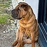 dog, brown_dog, wrinkly, sitting, outdoor, gravel, wall, door, calm, pet, animal, side_view, paw, fur, canine, nature, daylight, quiet, resting, portrait