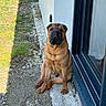 dog, shar_pei, sitting, outdoor, gravel, sunlight, wall, glass_door, shadow, pet, canine, fence, building, sidewalk, brown, fur, calm, nature, daylight, animal