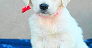 Bailey is registered to the contest to win money with this photo: adorable, animal, collar, companion, cute, dog, ears, friendly, fur, ground, looking, mammal, outdoor, pet, portrait, puppy, sitting, small, white, young