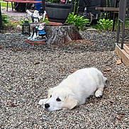 Bailey joined the competition — help win amazing prizes! american_flag, backyard, decor, dog, fence, garden_gnome, gravel, greenery, grill, nature, outdoor, pet, picnic_table, planter, plants, puppy, resting, summer, tree_stump, white_dog