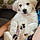 Bailey
