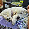 Bailey is registered to the contest to win money with this photo: bottle, casual_clothing, cushion, dog, fence, floral_pattern, greenery, hand, lap, outdoor, paw, person, puppy, relaxing, resting, sleeping, summer, sunlight, white_fur, wicker_chair