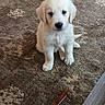 Bailey joined the competition — help win amazing prizes! animal, bone, carpet, companion, curious, cute, dog, domestic, floor, fur, indoor, looking, pet, playful, puppy, sitting, small, toy, white_fur, young