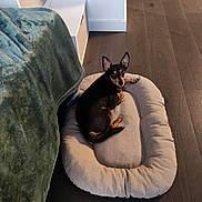 Lucky participe au concours pour gagner de l'argent avec cette photo : bed, blanket, brown_and_black, canine, cozy, curious, dog, dog_bed, domestic_animal, ears_up, flooring, furniture, home, indoor, laying_down, looking, pet, resting, small_dog, wooden_floor