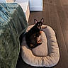 bed, blanket, brown_and_black, canine, cozy, curious, dog, dog_bed, domestic_animal, ears_up, flooring, furniture, home, indoor, laying_down, looking, pet, resting, small_dog, wooden_floor