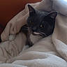 Pixie participe au concours pour gagner de l'argent avec cette photo : cat, tuxedo_cat, pet, animal, feline, black_and_white, whiskers, ears, eyes, face, blanket, cozy, cuddling, indoor, home, chair, furniture, soft, portrait, relaxed