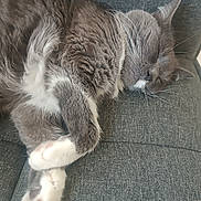 Pixie a rejoint le concours — aidez-le/la à gagner de superbes lots ! cat, sleeping, fluffy, gray_and_white, longhaired, pet, animal, couch, indoor, relaxed, nap, whiskers, paws, closeup, portrait, soft_fur, lounging, comfortable, feline, home