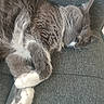 cat, sleeping, fluffy, gray_and_white, longhaired, pet, animal, couch, indoor, relaxed, nap, whiskers, paws, closeup, portrait, soft_fur, lounging, comfortable, feline, home