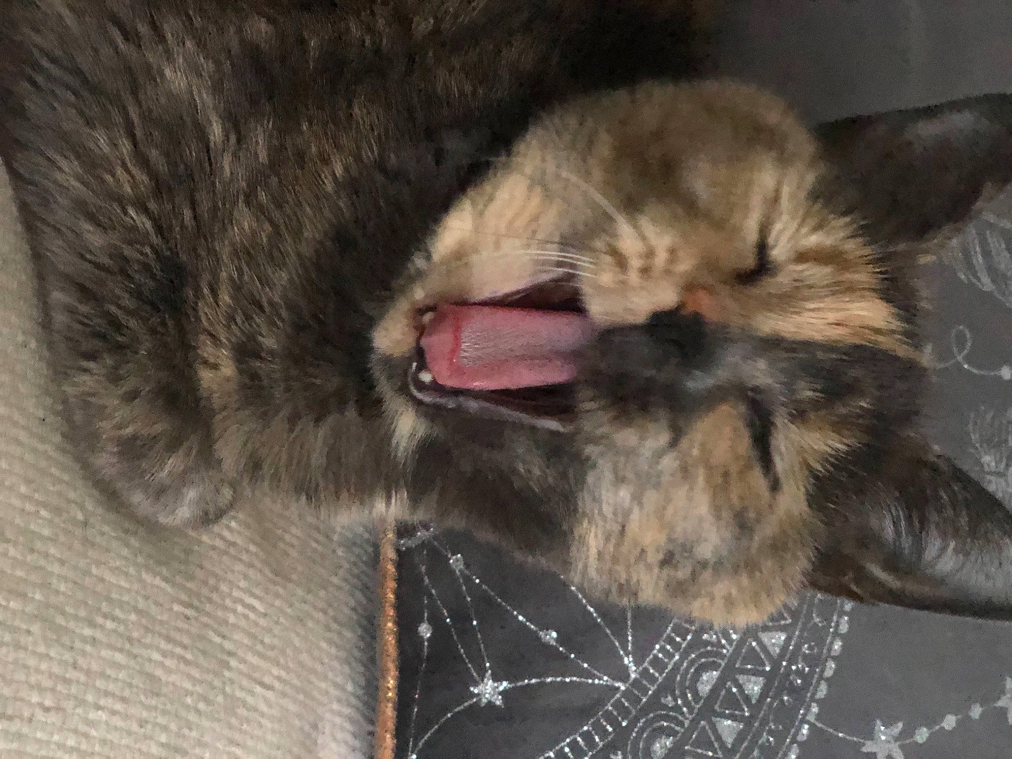 Jazzie a rejoint le concours — aidez-le/la à gagner de superbes lots ! black_cat, canidae, carnivore, cat, claw, comfort, dog_breed, domestic_short_haired_cat, ear, fawn, felidae, fur, nap, natural_material, paw, small_to_medium_sized_cats, snout, tail, terrestrial_animal, whiskers