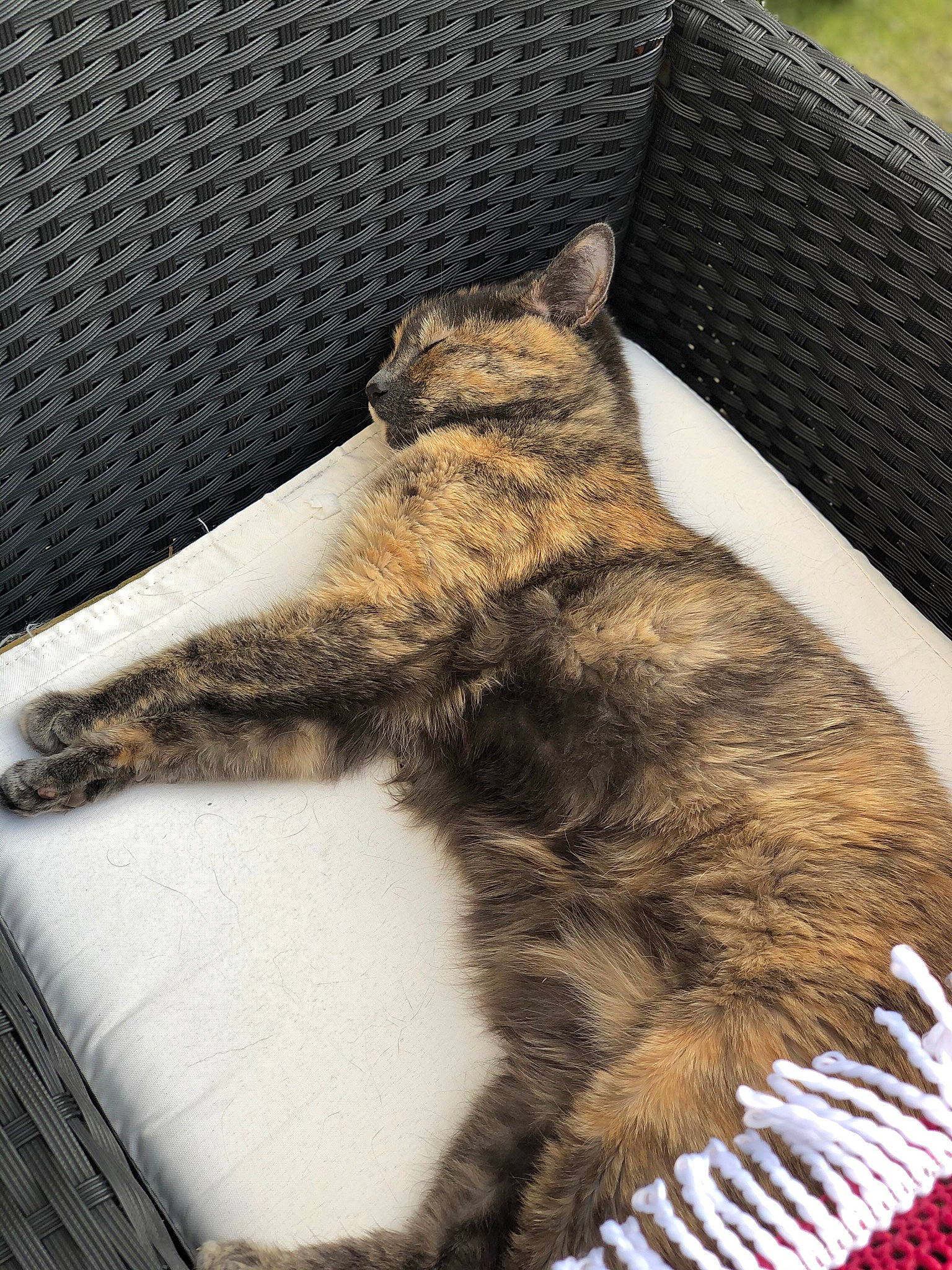 Jazzie participe au concours pour gagner de l'argent avec cette photo : carnivore, cat, claw, comfort, domestic_short_haired_cat, fawn, felidae, fur, human_leg, nap, paw, sitting, sleep, small_to_medium_sized_cats, snout, tail, terrestrial_animal, whiskers, wildlife, window