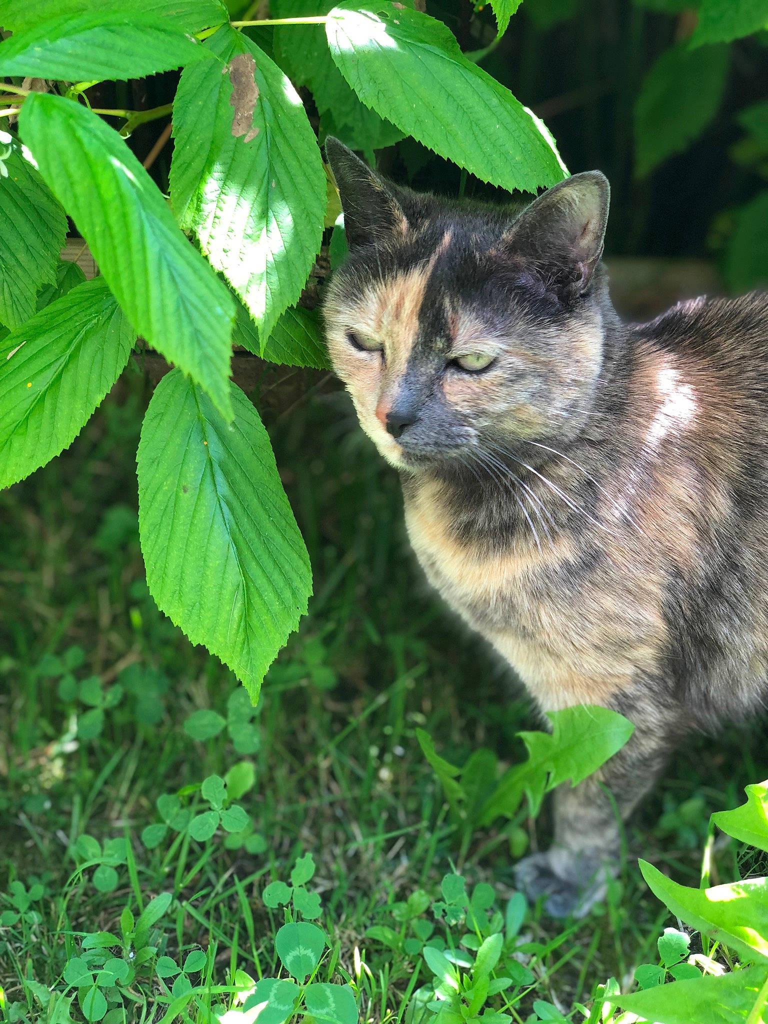 Jazzie a rejoint le concours — aidez-le/la à gagner de superbes lots ! carnivore, cat, domestic_short_haired_cat, felidae, fur, grass, green, groundcover, jungle, leaf, organism, plant, shrub, small_to_medium_sized_cats, snout, tail, terrestrial_animal, terrestrial_plant, tree, whiskers