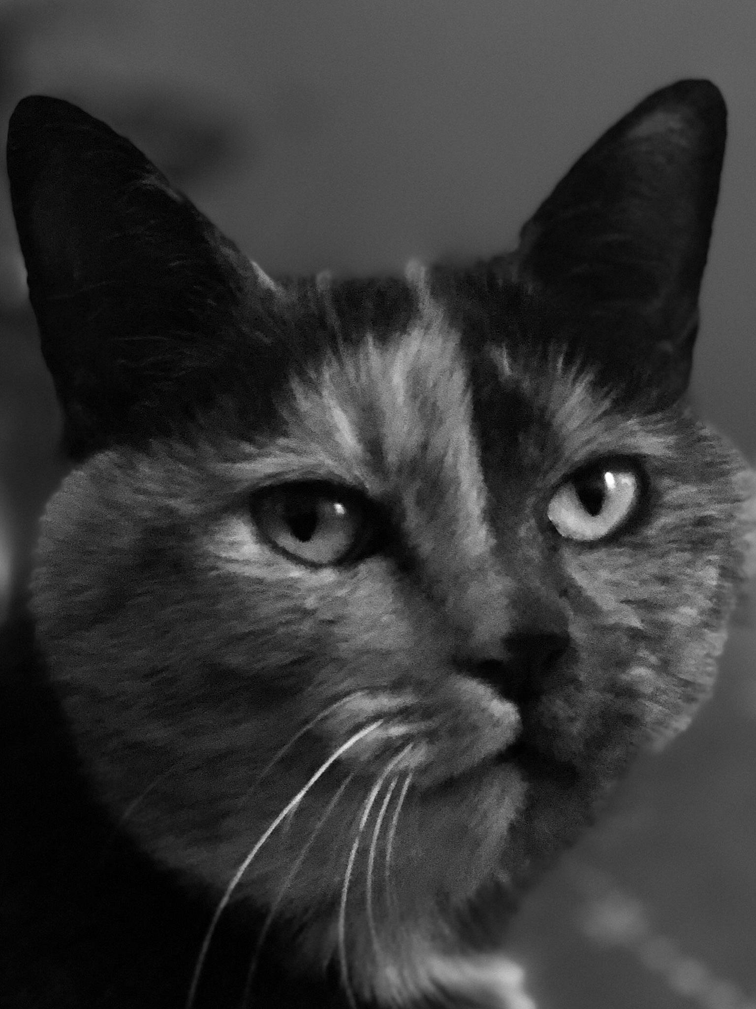 Jazzie a rejoint le concours — aidez-le/la à gagner de superbes lots ! black_cat, carnivore, cat, darkness, domestic_short_haired_cat, ear, felidae, fur, monochrome, monochrome_photography, small_to_medium_sized_cats, snout, whiskers, wildlife