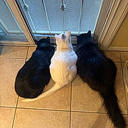Binx joined the competition — help win amazing prizes! cat, three_cats, black_cat, white_cat, pets, indoor, tile_floor, screen_door, tail, fur, animal, domestic_animal, trio, sitting, looking_out, side_view, quiet, resting, companions, curious