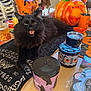 Binx joined the competition — help win amazing prizes! black_cat, cat, animal, pet, table, halloween, pumpkin, jar, candy_corn, decoration, indoor, black_fur, feline, holiday, orange, container, spooky, face, mouth_open, fluffy