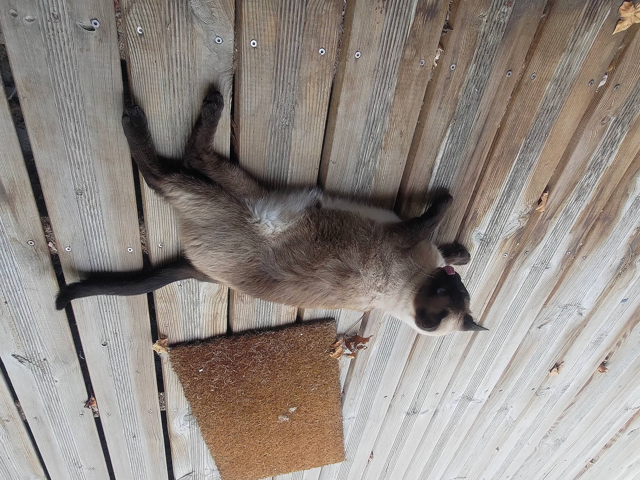 Orion participe au concours pour gagner de l'argent avec cette photo : carnivore, fawn, felidae, fur, hardwood, marsupial, plant, snout, tail, terrestrial_animal, wildlife, wood