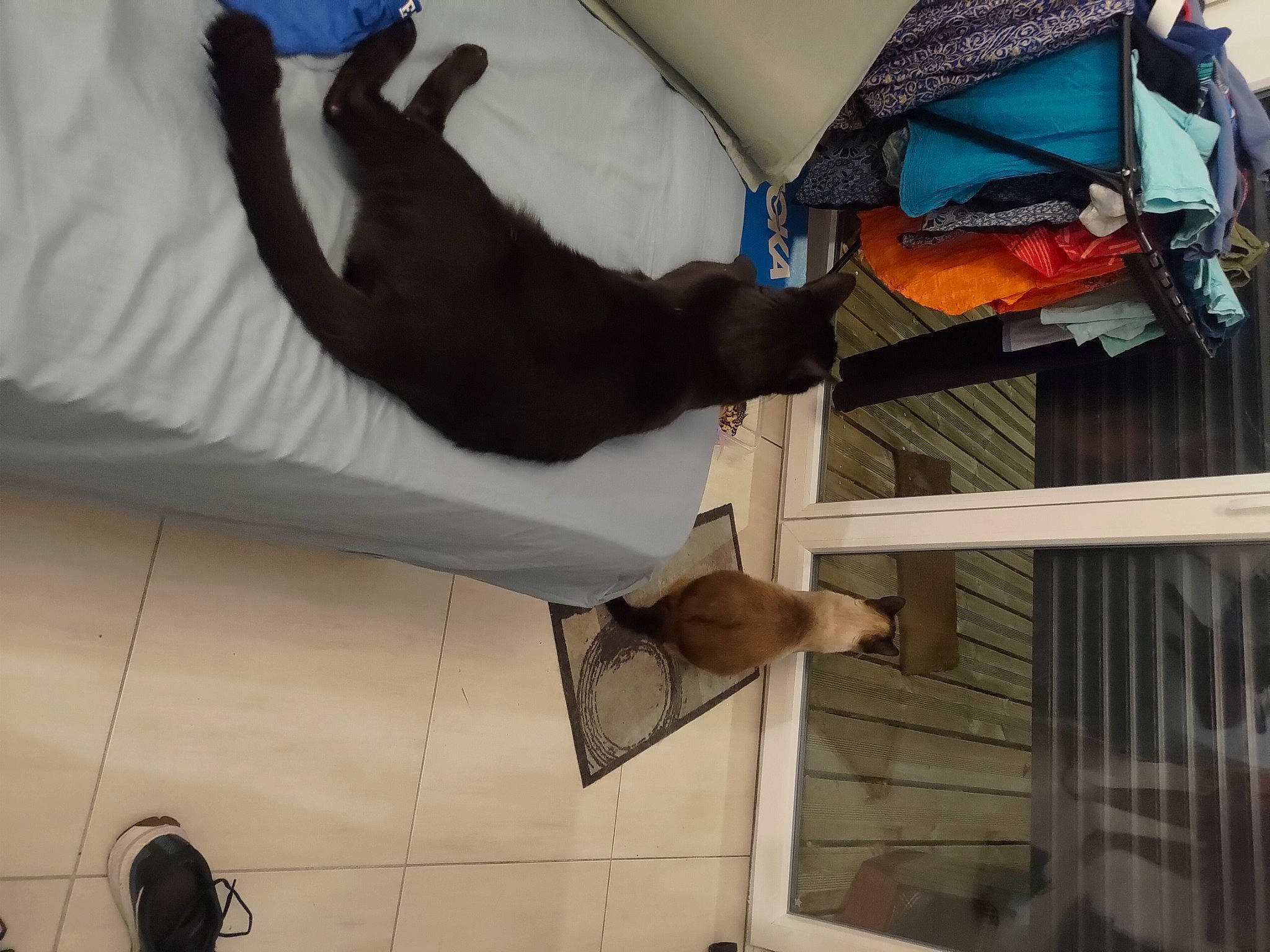 Orion a rejoint le concours — aidez-le/la à gagner de superbes lots ! comfort, companion_dog, dog, felidae, fur, hardwood, room, tail, wood