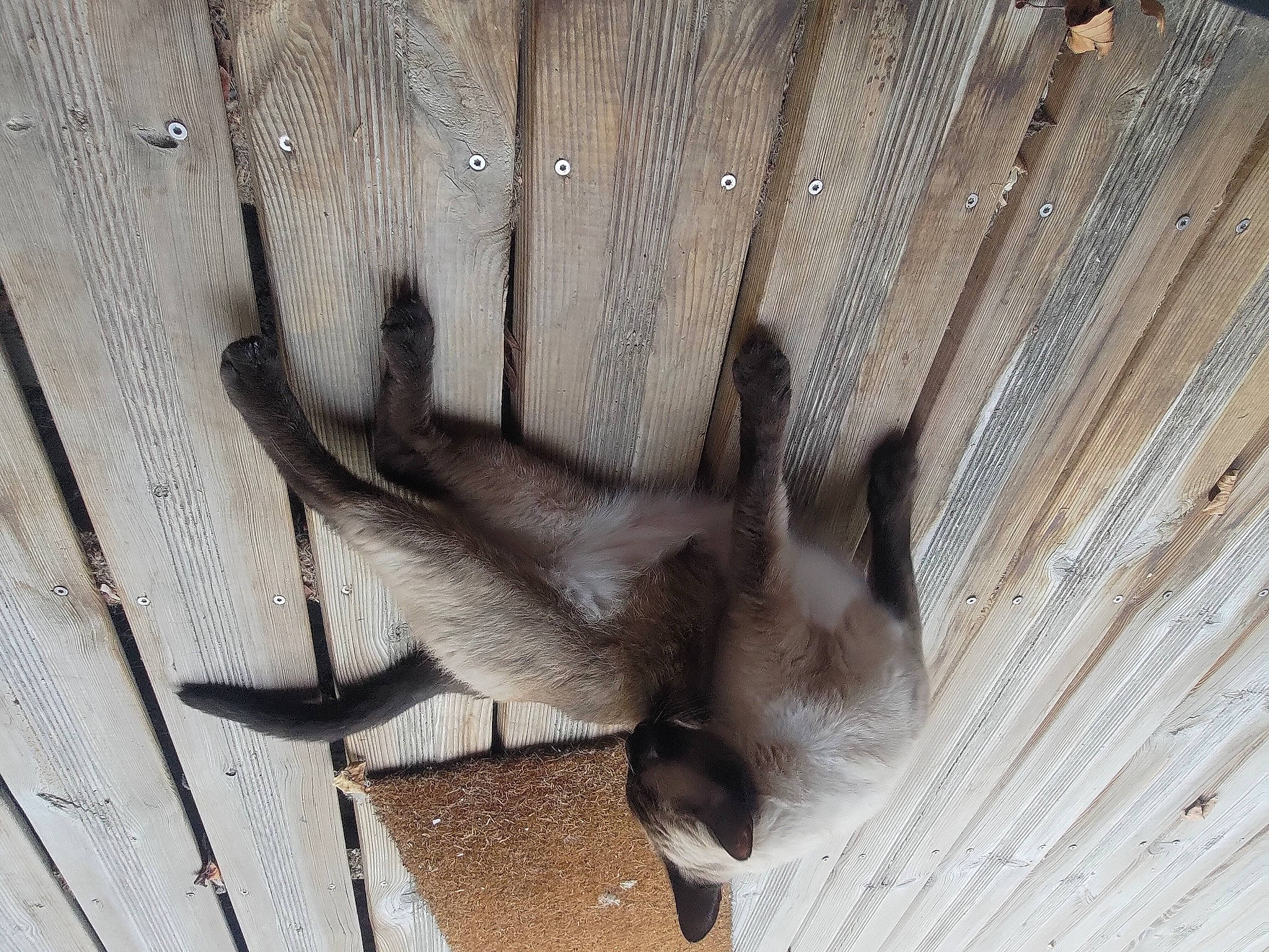Orion participe au concours pour gagner de l'argent avec cette photo : cement, concrete, fawn, felidae, fur, grey, hardwood, metal, natural_material, plant, snout, tail, terrestrial_animal, twig, wildlife, wing, wood, zoo