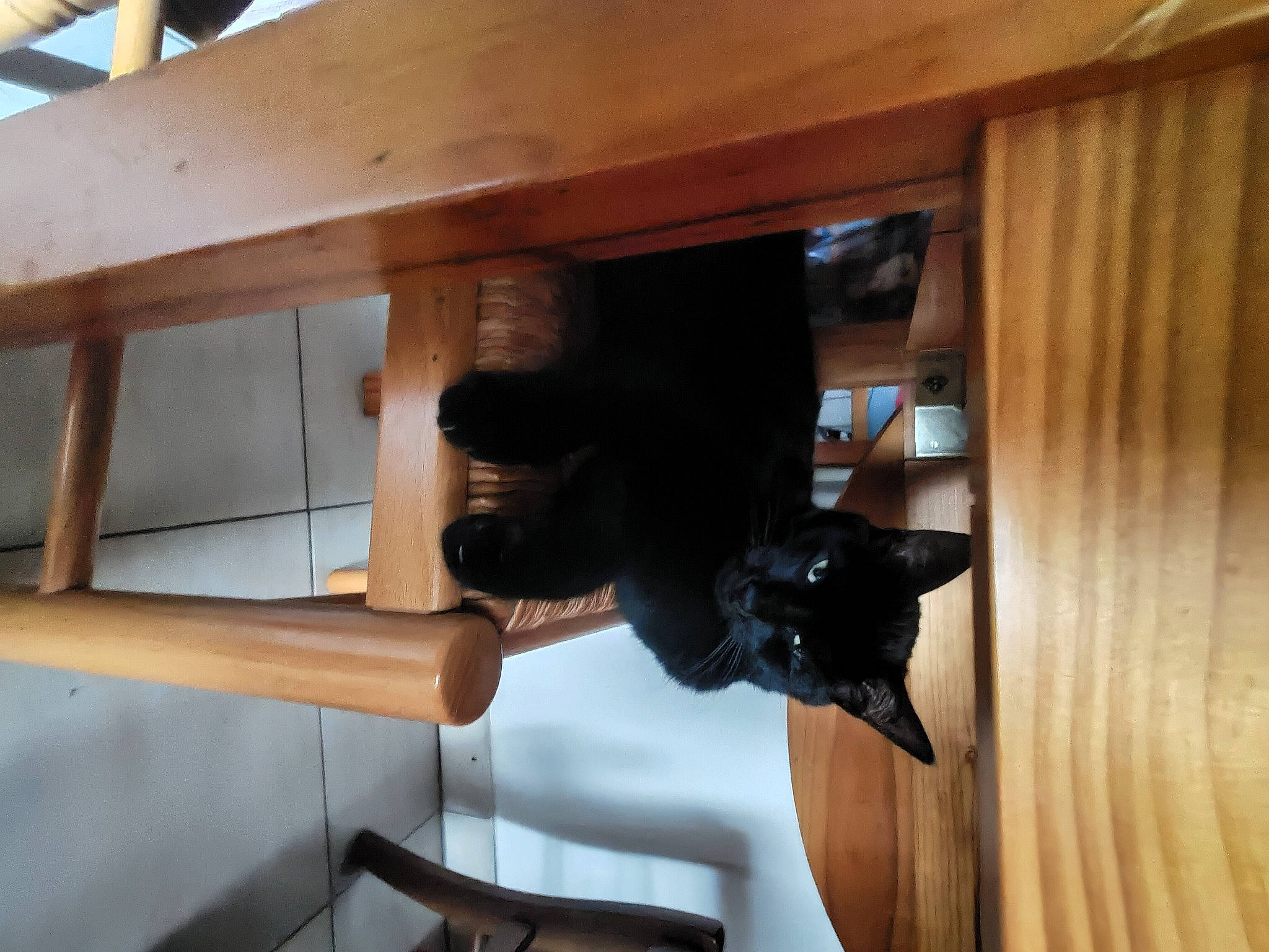 Plume a rejoint le concours — aidez-le/la à gagner de superbes lots ! building, cabinetry, carnivore, cat, ceiling, comfort, curtain, felidae, flooring, hardwood, house, plywood, room, shelf, shelving, small_to_medium_sized_cats, tail, window, wood, wood_stain