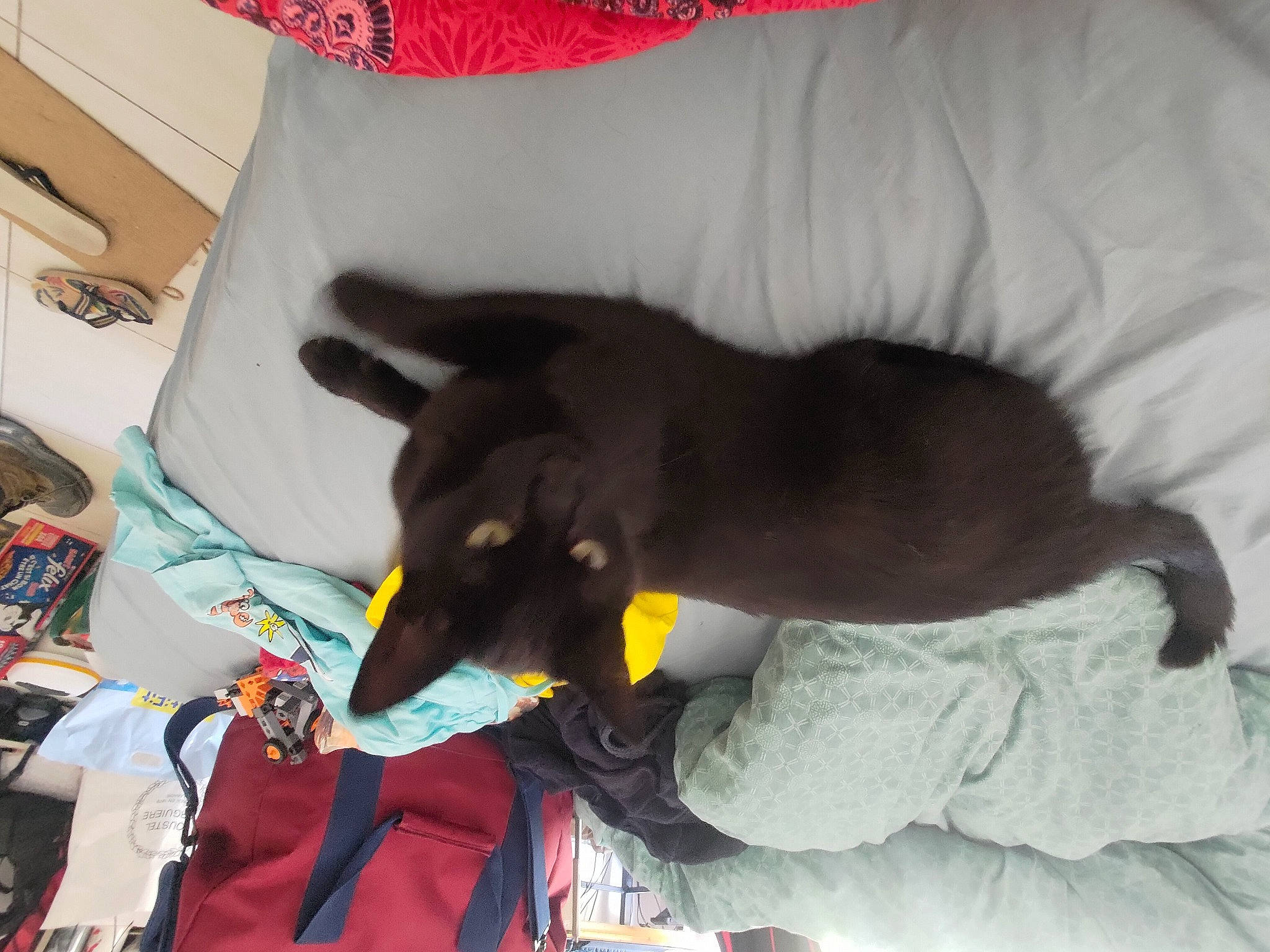 Plume a rejoint le concours — aidez-le/la à gagner de superbes lots ! bed, black_cat, bombay, canidae, carnivore, cat, comfort, companion_dog, dog_breed, dog_supply, domestic_short_haired_cat, felidae, fur, linens, nap, pillow, small_to_medium_sized_cats, sporting_group, tail, whiskers