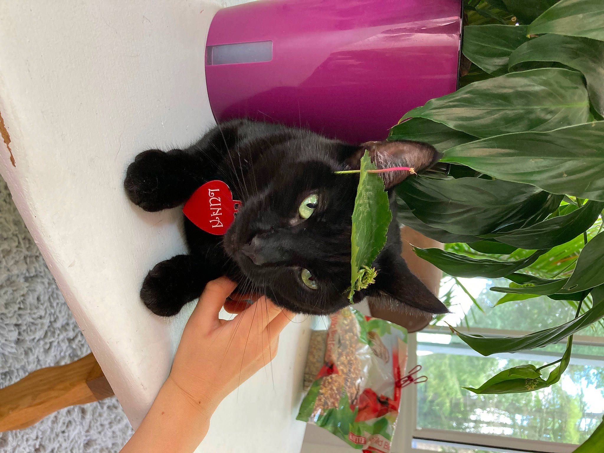 Luna is registered to the contest to win money with this photo: black_cat, bombay, carmine, carnivore, cat, comfort, dog_breed, fashion_accessory, felidae, fur, magenta, plant, plush, small_to_medium_sized_cats, stuffed_toy, tail, teddy_bear, terrestrial_animal, toy, whiskers