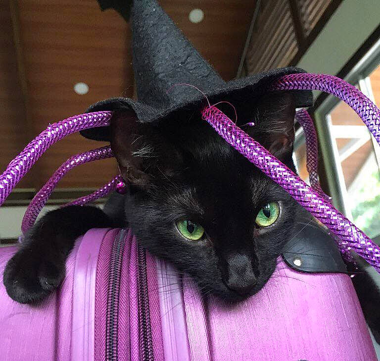 Luna is registered to the contest to win money with this photo: black_cat, bombay, carnivore, cat, collar, costume_accessory, costume_hat, event, fashion_accessory, felidae, fur, hat, headgear, helmet, magenta, purple, small_to_medium_sized_cats, tail, violet, whiskers