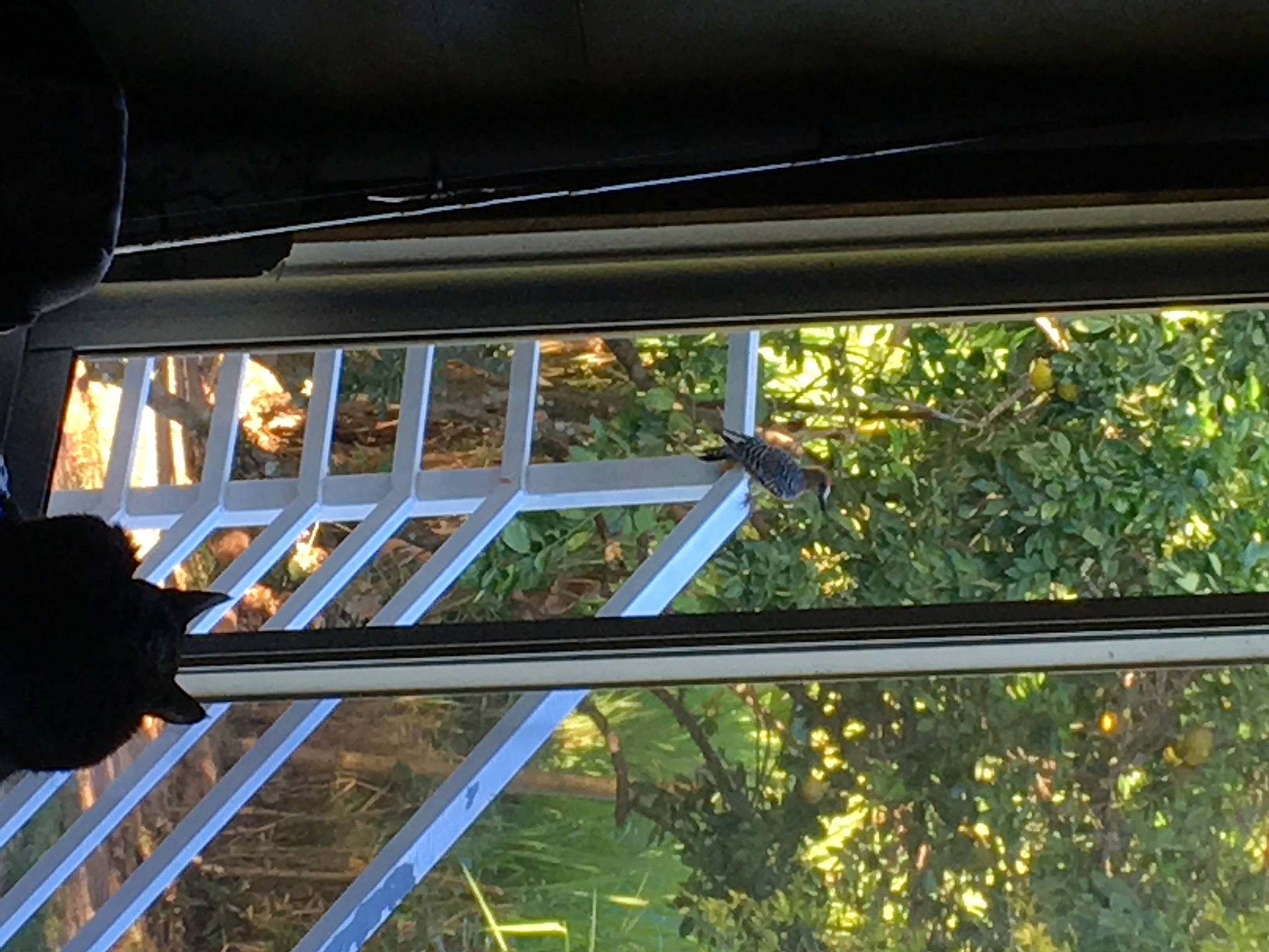 Luna is registered to the contest to win money with this photo: automotive_exterior, automotive_lighting, beam, building, ceiling, facade, fixture, glass, metal, plant, rectangle, roof, shade, sky, street_light, tints_and_shades, tree, vehicle_door, window, wood