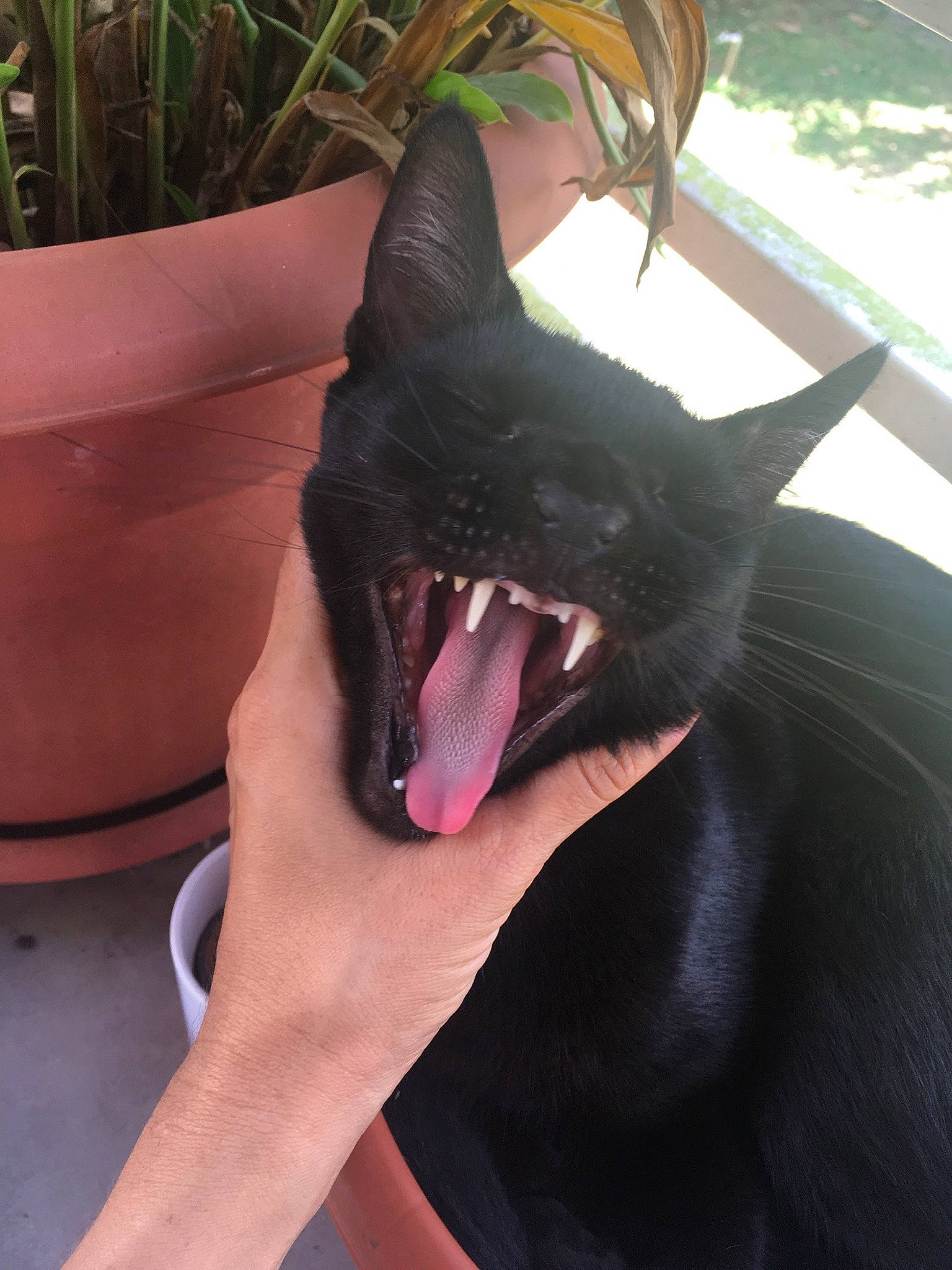 Luna joined the competition — help win amazing prizes! canidae, carmine, carnivore, dog, dog_breed, fang, fawn, felidae, foot, gesture, grass, jaw, mammal, plant, roar, small_to_medium_sized_cats, snout, tooth, whiskers, yawn