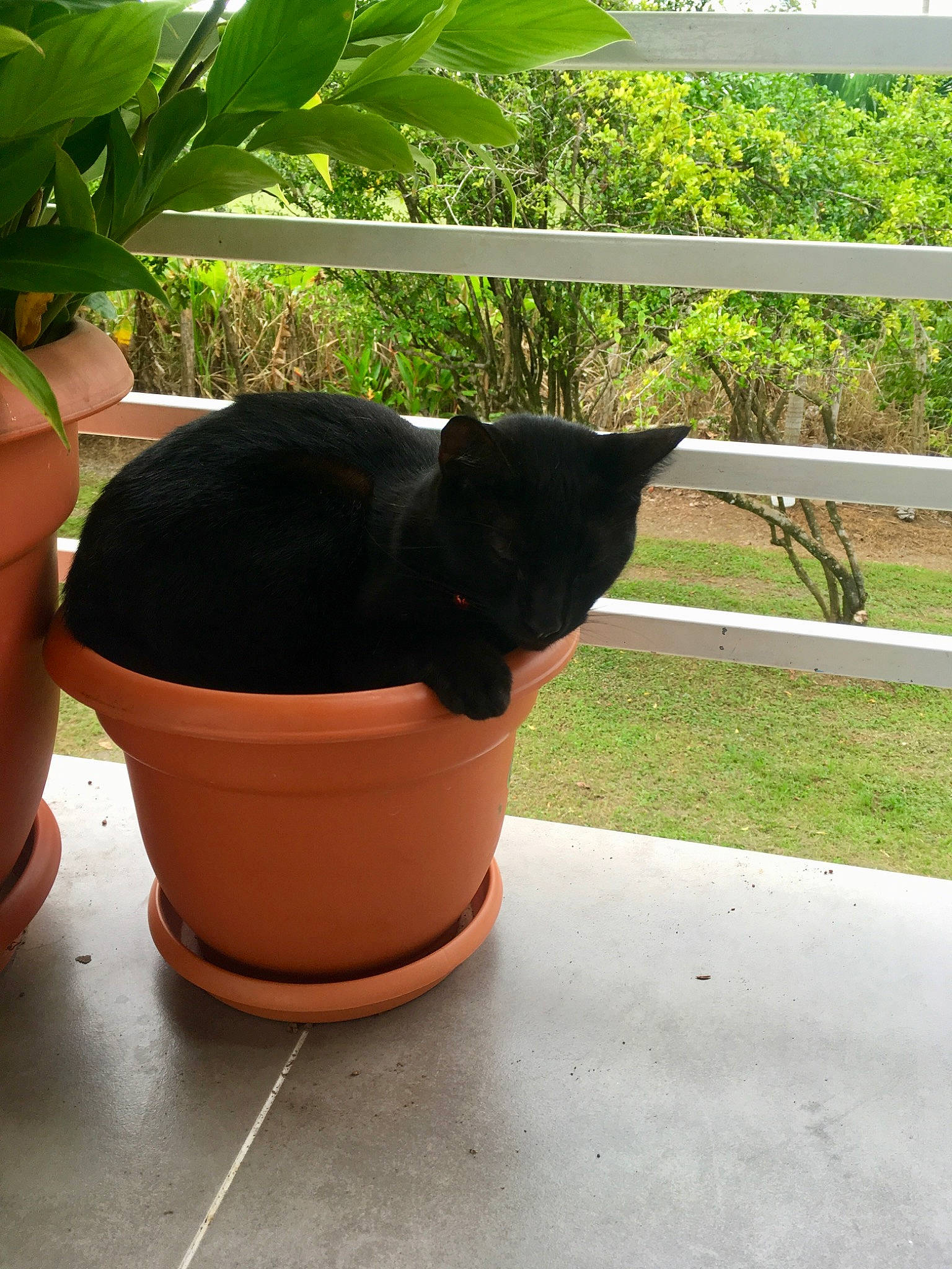 Luna is registered to the contest to win money with this photo: carnivore, cat, eyewear, felidae, flowerpot, garden, grass, herb, houseplant, pet_supply, plant, pottery, shadow, small_to_medium_sized_cats, tail, terrestrial_plant, tints_and_shades