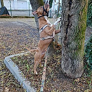 Ready participe au concours pour gagner de l'argent avec cette photo : dog, tree, leash, outdoor, autumn, leaves, sidewalk, residential_building, fence, nature, brown_dog, curious, standing, canine, park, trunk, daylight, pet, animal, harness