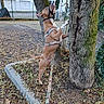 dog, tree, leash, outdoor, autumn, leaves, sidewalk, residential_building, fence, nature, brown_dog, curious, standing, canine, park, trunk, daylight, pet, animal, harness