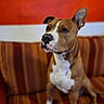 animal, attentive, background, brown_dog, canine, couch, dog, domestic_animal, ears, fur, household, indoor, one_ear_up, orange_wall, pet, photography, portrait, sitting, striped_couch, white_markings