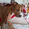 Ready participe au concours pour gagner de l'argent avec cette photo : animal, bed, bracelet, brown_dog, child_room, comfort, decor, dog, drawing, furniture, hand, indoor, person, pet, plush_toys, stuffed_animals, toy, wall, watch, white_bed_sheet