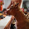 Ready participe au concours pour gagner de l'argent avec cette photo : blurred_background, brown_dog, casual, couch, dog, domestic_animal, ears, fur, home, indoor, living_room, person_blurred, pet, relaxed, seated, shirtless_person, side_profile, snout, white_markings, wooden_table