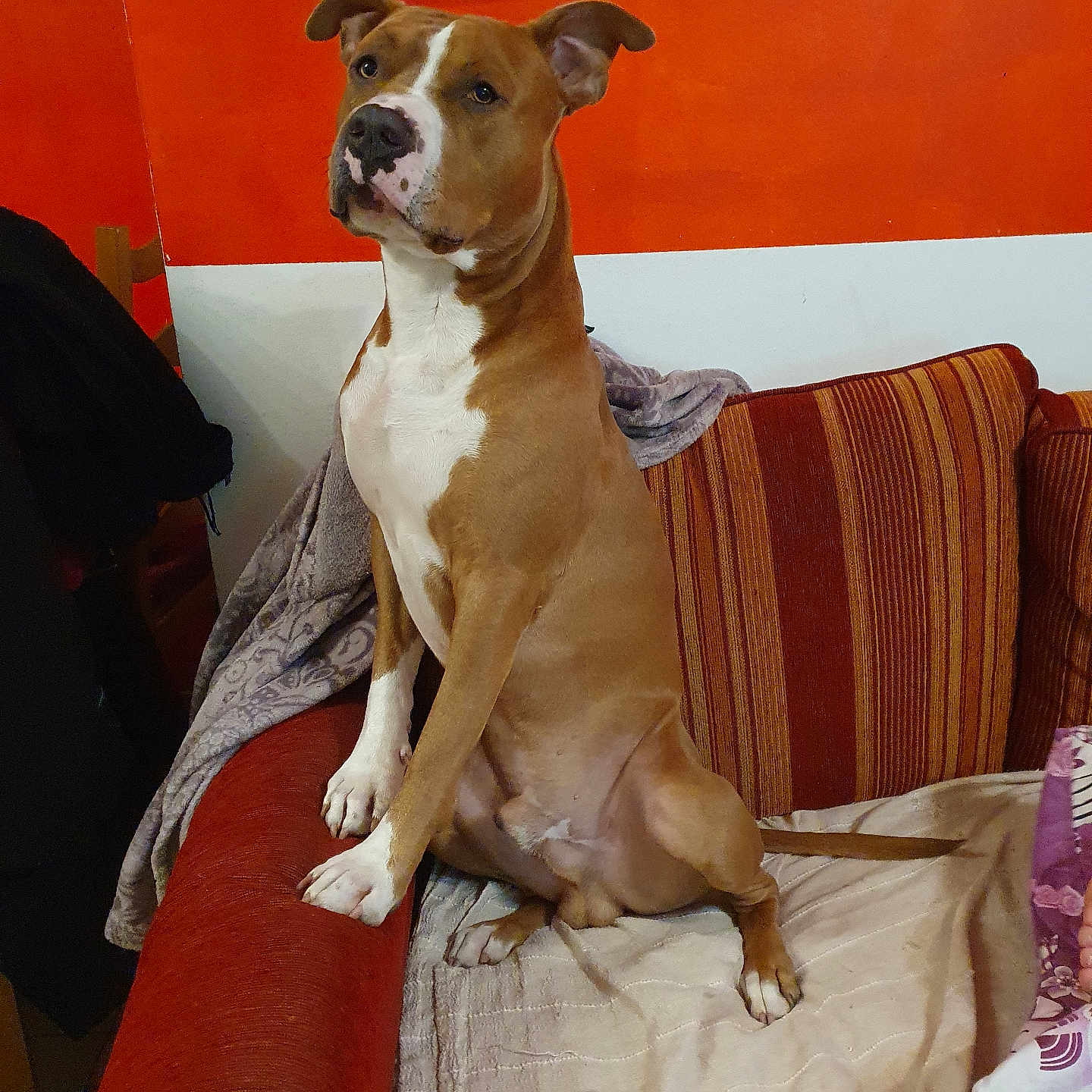 Ready participe au concours pour gagner de l'argent avec cette photo : dog, brown, white, couch, striped, red, orange, blanket, indoor, pet, wall, sign, sitting, alert, furniture, domestic, canine, portrait, cozy, household