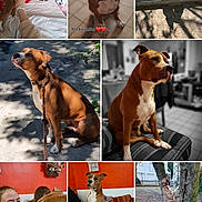 Ready participe au concours pour gagner de l'argent avec cette photo : animal, bench, brown_dog, close_up, collar, couch, dog, indoor, leash, outdoor, person, pet, playful, portrait, red_wall, sitting, standing, tile_floor, tree, white_markings