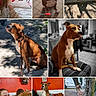 animal, bench, brown_dog, close_up, collar, couch, dog, indoor, leash, outdoor, person, pet, playful, portrait, red_wall, sitting, standing, tile_floor, tree, white_markings