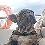 dog, french_bulldog, brindle, pet, animal, outdoor, cloudy_sky, life_preserver, boat, person, lap, harness, fur, paw, snout, ear, casual_clothing, relaxation, portrait, companion