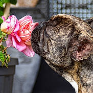 Vaiana participe au concours pour gagner de l'argent avec cette photo : animal, brindle, canine, close_up, colorful, cute, dog, flora, flower, french_bulldog, garden, greenery, leaf, nature, outdoor, pet, plant, rose, sniffing, summer