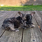 Vaiana a rejoint le concours — aidez-le/la à gagner de superbes lots ! dog, puppy, french_bulldog, brindle, wooden_deck, grass, fence, outdoor, pet, animal, cute, lying_down, ears, small_dog, young, canine, nature, daylight, portrait, looking