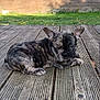 dog, puppy, french_bulldog, brindle, wooden_deck, grass, fence, outdoor, pet, animal, cute, lying_down, ears, small_dog, young, canine, nature, daylight, portrait, looking