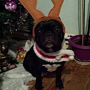 Lady a rejoint le concours — aidez-le/la à gagner de superbes lots !