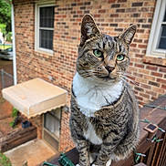 Lark joined the competition — help win amazing prizes! animal, backyard, brick_house, cat, close_up, deck, garden, green_eyes, outdoor, pet, portrait, railing, sitting, string_lights, striped_fur, tabby_cat, whiskers, white_chest, white_paws, window