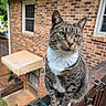 animal, backyard, brick_house, cat, close_up, deck, garden, green_eyes, outdoor, pet, portrait, railing, sitting, string_lights, striped_fur, tabby_cat, whiskers, white_chest, white_paws, window