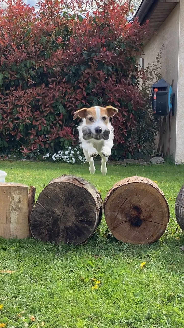 Moustik participe au concours pour gagner de l'argent avec cette photo : dog, jumping, toy, grass, logs, garden, bushes, outdoor, playful, pet, animal, nature, daylight, fur, ears, leaves, yard, fun, active, canine