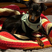Zelda is registered to the contest to win money with this photo: dog, pet, indoor, blanket, crocheted, black_dog, tan_markings, harness, furniture, bed, cozy, small_dog, resting, cute, animal, companion, looking, lying_down, warm_colors, relaxed