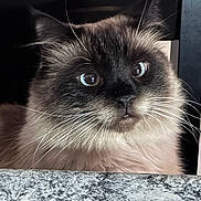 Teddy joined the competition — help win amazing prizes! cat, fluffy, blue_eyes, whiskers, curious, indoor, granite_countertop, chair, closeup, pet, feline, portrait, domestic_cat, looking, face, fur, animal, cute, ears